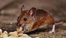 24 Hour & Emergency Exterminators in Kelly, PA